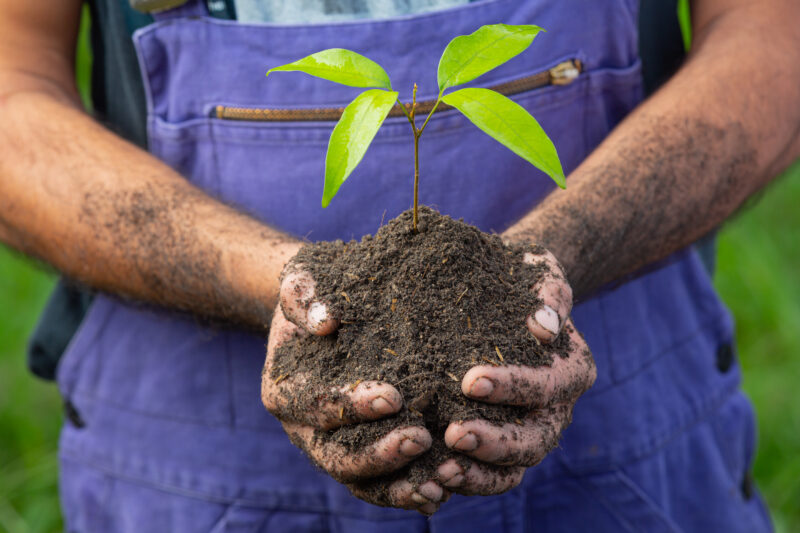 https://www.freepik.com/free-vector/close-up-picture-of-gardener-s-hand-holding-the-saplingof- the-plant_10992184.htm