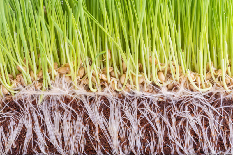 https://www.freepik.com/free-vector/young-green-wheatgrass-studio-shot-isolated-onwhite_ 3471955.htm